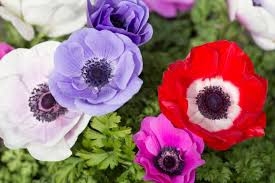 Planta bulbosa de exterior de la familia Ranunculaceae. Apreciada en jardinería por sus flores y su variedad de colores (azul, blanco, rosa, rojo o violeta)<div><b>Temperatura</b>: Optima 13-20ºC</div><div><b>Tamaño</b>: 15-25cm de altura.</div><div><b>Exposición</b>: Semisombra o pleno sol.</div><div><b>Floración</b>: Marzo y abril.</div><div><b>Cuidados</b>: Riegos frecuentes pero moderados, en época de floración necesita que el sustrato esté húmedo.Para que florezca en primavera hay que plantar los bulbos en otoño. También pueden reproducirse a partir de semillas, lo que en este caso tardarán 2-3 años en producir flor.</div>
