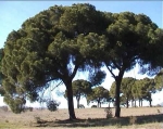 Pinus pinea (Pino piñonero)