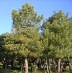 Pinus pinaster (Pino resinero o Pino rodeno)
