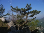 Pinus nigra (Pino laricio)