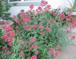 Valeriana roja (Centranthus ruber)