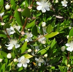 Mirto, Arrayán (Myrtus communis)